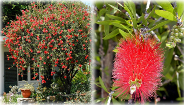 The nectar rich bottlebrush tree.PNG